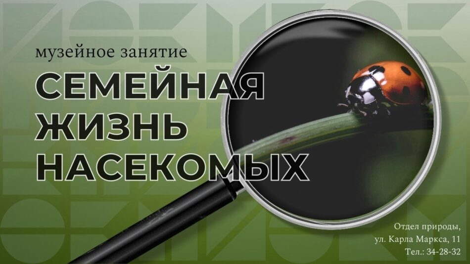 Приглашаем на тематическое музейное занятие “Семейная жизнь насекомых”