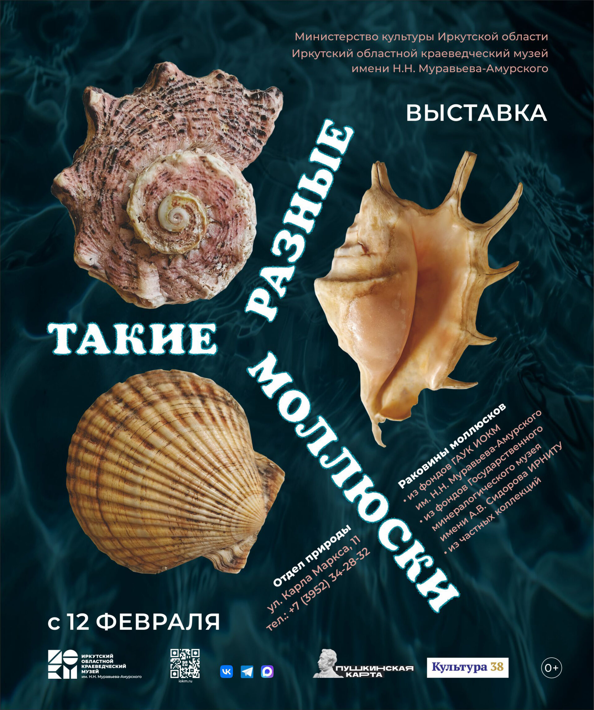 Выставка “Такие разные моллюски” начнет работу в отделе природы